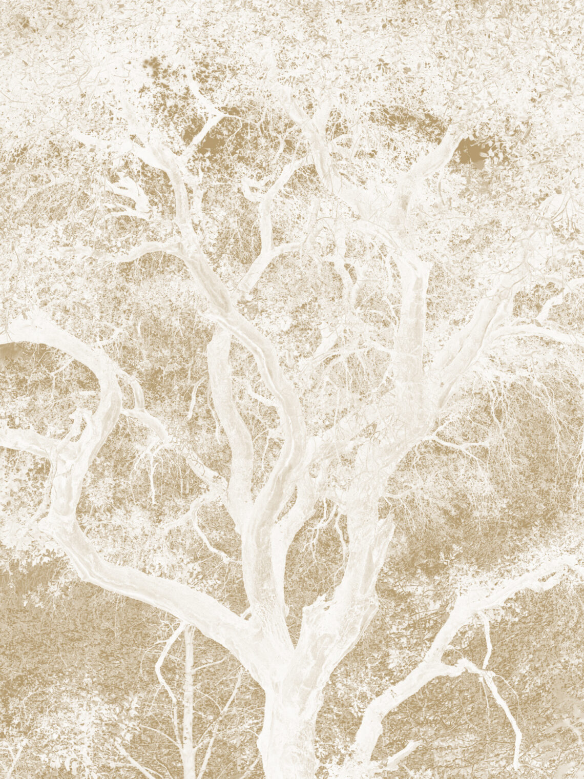Maple & Ash inverted ash tree brand illustration in gold and cream